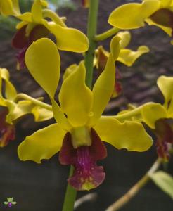 Dendrobium Bhayangkara Jaya