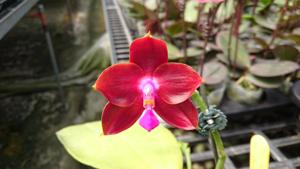 Phalaenopsis Yaphon Bad Person