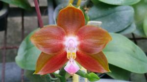 Phalaenopsis Yaphon Bad Person