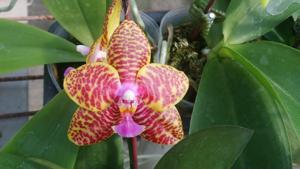 Phalaenopsis Zheng Min Gnu
