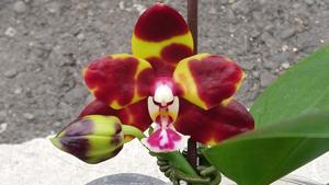 Phalaenopsis Zheng Min Gnu