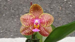 Phalaenopsis Zheng Min Gnu