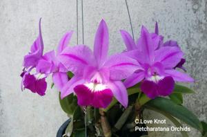 Cattleya Love Knot