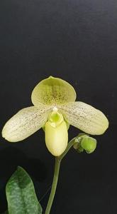 Paphiopedilum Atlantic Sunrise