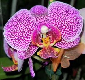 Phalaenopsis Leopard Prince