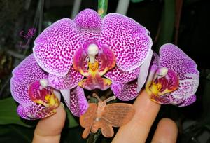 Phalaenopsis Leopard Prince