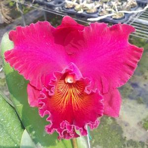 Rhyncholaeliocattleya Shinfong Vivid