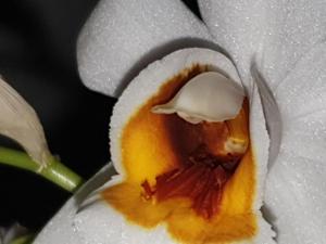 Coelogyne mooreana-ochracea