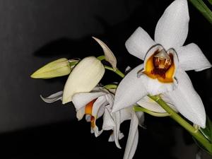 Coelogyne mooreana-ochracea