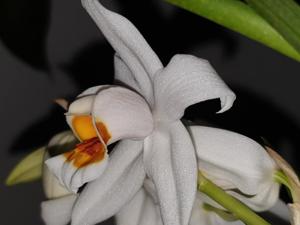 Coelogyne mooreana-ochracea