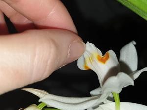 Coelogyne mooreana-ochracea