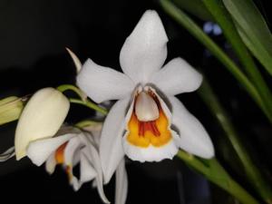 Coelogyne mooreana-ochracea