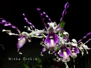 Dendrobium Nicha Orchid Mantis