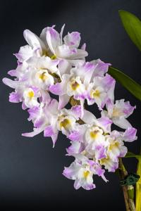 Dendrobium Spring Dream