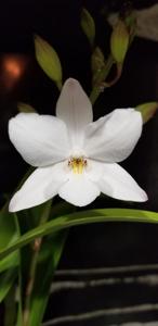 Caulaelia Snowflake