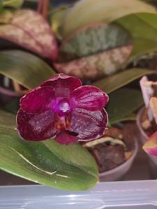 Phalaenopsis I-Hsin Spot Eagle