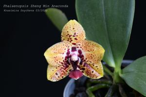 Phalaenopsis Zheng Min Anaconda