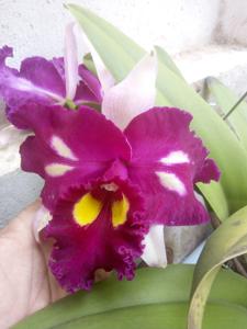 Rhyncholaeliocattleya Chinese Beauty