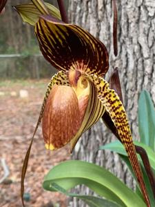 Paphiopedilum Wössner Black Wings