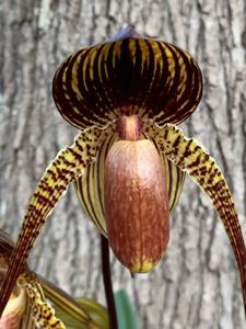 Paphiopedilum Wössner Black Wings