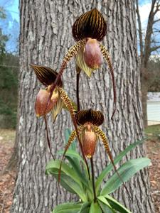 Paphiopedilum Wössner Black Wings