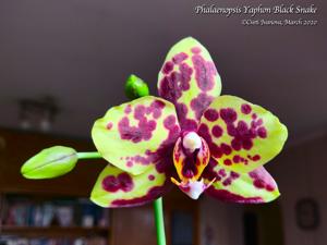 Phalaenopsis Yaphon Black Snake