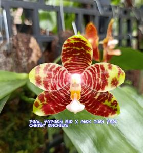 Phalaenopsis SM Antich Supernova