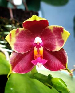 Phalaenopsis Princess Kaiulani