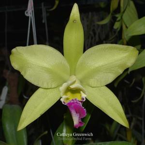 Rhyncholaeliocattleya Greenwich