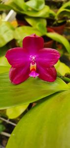<i>Phalaenopsis</i> Zheng Min Texture
