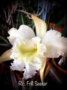 Rhyncholaeliocattleya Frill Seeker