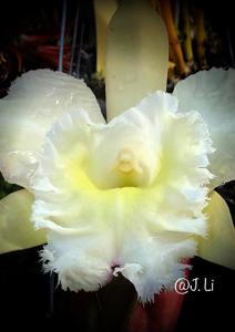 Rhyncholaeliocattleya Frill Seeker