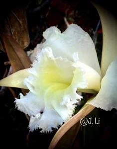 Rhyncholaeliocattleya Frill Seeker