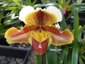 Paphiopedilum Roseling