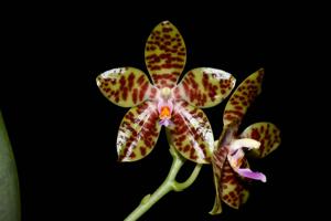 Phalaenopsis GK's Pale Giant