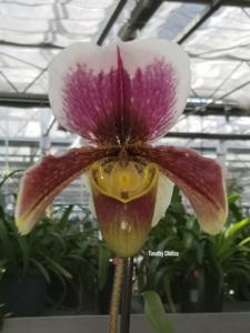 Paphiopedilum Gaycheck