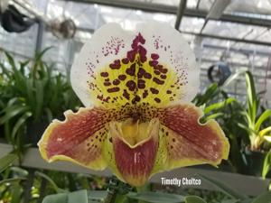 Paphiopedilum Coro Leopard