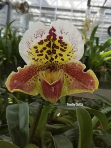 Paphiopedilum Coro Leopard