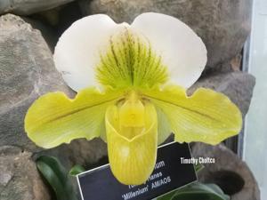 Paphiopedilum Tommie Hanes