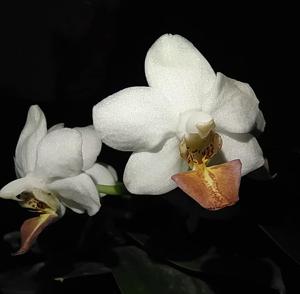 Phalaenopsis Formosa Dream