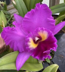 Rhyncholaeliocattleya Ronald's Canyon