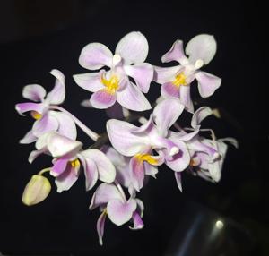 Phalaenopsis Silbergrube