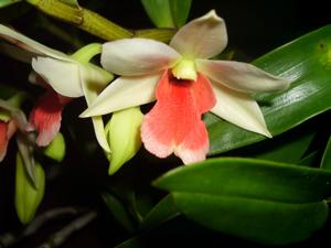 Dendrobium Minjoot Florence Veronica