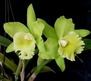 Rhyncholaeliocattleya Prada Green Deluxe