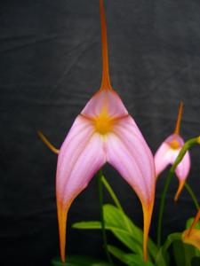 Masdevallia Teipels Falcofalc