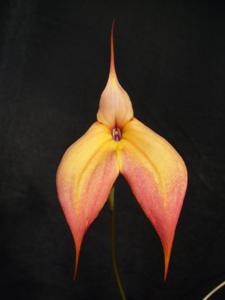 Masdevallia Falcata