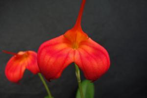 Masdevallia Teipels Falcoig