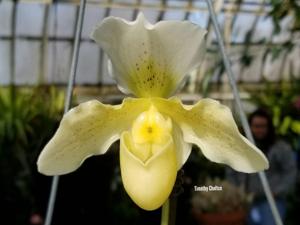 Paphiopedilum Whitemoor