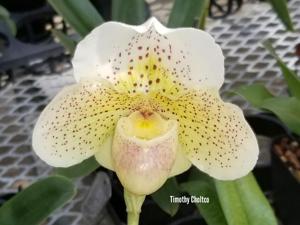 Paphiopedilum Freckles