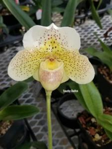 Paphiopedilum Freckles